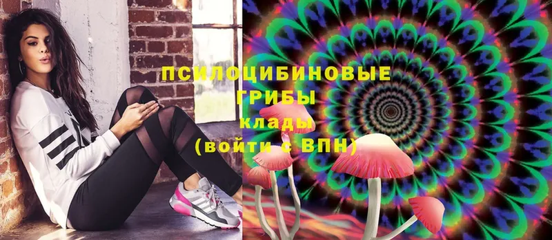 Галлюциногенные грибы Psilocybe  Полярные Зори 